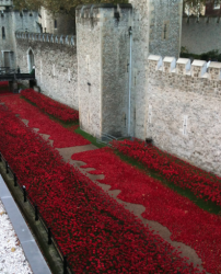 Did you see the poppies?