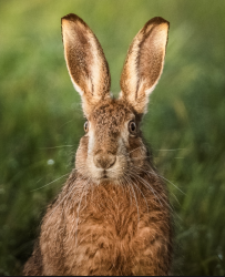 Do March Hares Dream